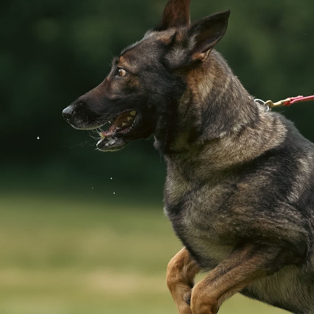 Pet CPR training session
