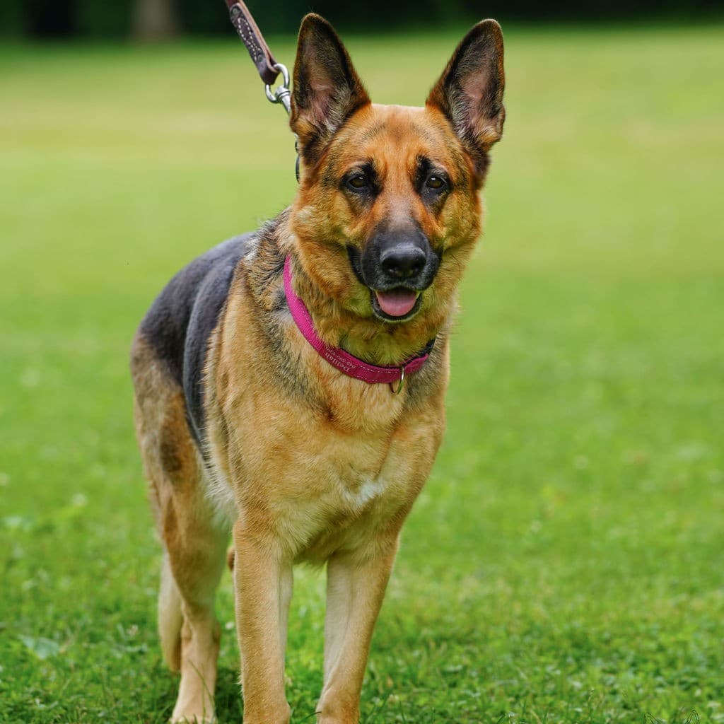 Obedience Trial 2021 x2